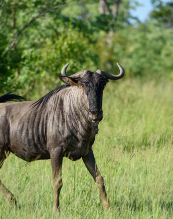 Mike Palmer Wildebeest1 Mike Palmer Wildebeest1