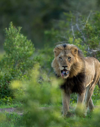 02Pravir Patel Lion02 02Pravir Patel Lion02