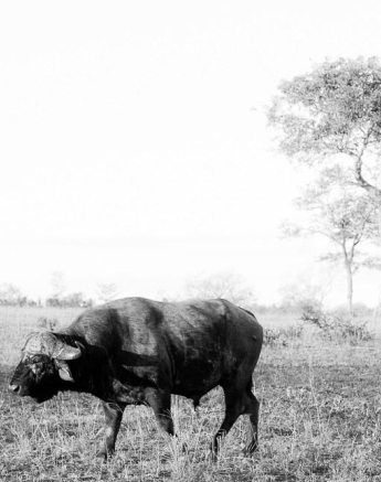 01Terry Ennever Filler Buffalo Walk Final 01Terry Ennever Filler Buffalo Walk Final