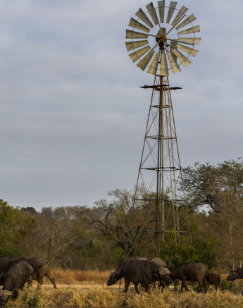 Buff Herd Windmill Buff Herd Windmill
