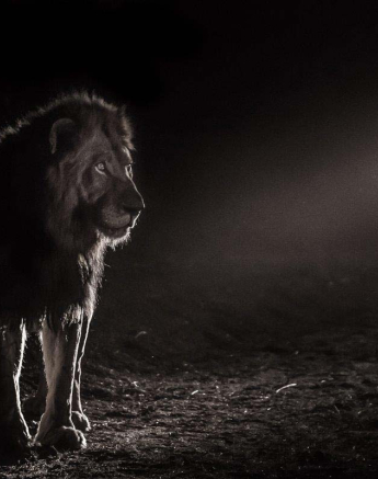 12Pravir Patel Lion03 131015 12Pravir Patel Lion03 131015