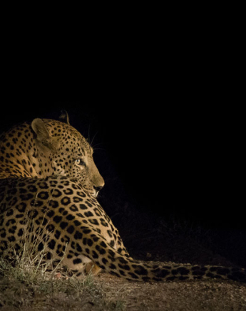 Maxabeni Night Maxabeni Night