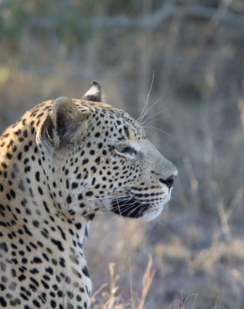 Maxabeni Mandleve 1 Maxabeni Mandleve 1