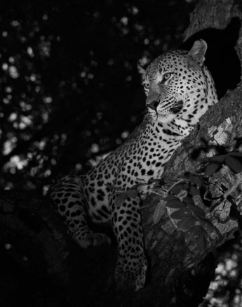 10Franscois Rosslee Maxnyala 1 Of 1 10Franscois Rosslee Maxnyala 1 Of 1