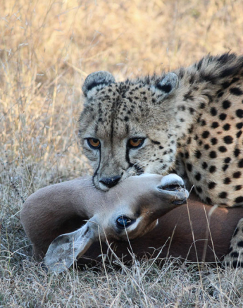 Cheetahkill2.franna Cheetahkill2.franna
