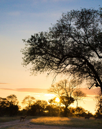 Sunrise Sunrise