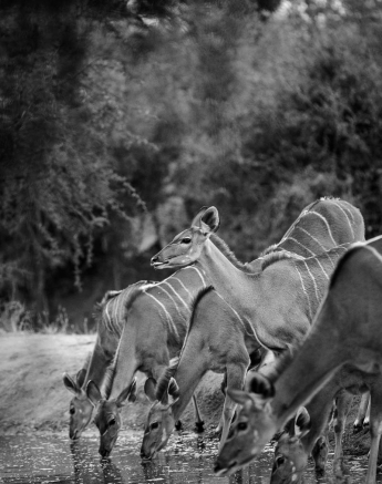 08Mike Palmer Kudu 130616 08Mike Palmer Kudu 130616