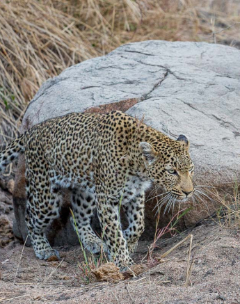 11Pravir Patel WW1 11Pravir Patel WW1