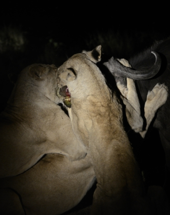 Southern Pride Kill Buffalo 1 Southern Pride Kill Buffalo 1