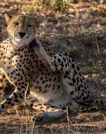 05Sheldon Hooper Male Cheeta 6 05Sheldon Hooper Male Cheeta 6