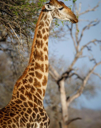 23Mike Palmer Giraffe 230916 23Mike Palmer Giraffe 230916