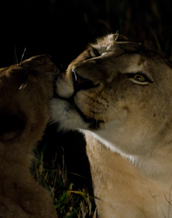 Grooming 5 Grooming 5