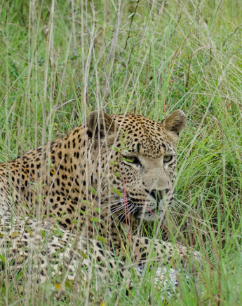 Maxabeni Male 1 Maxabeni Male 1
