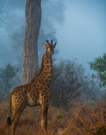 Girraffe Charles Girraffe Charles