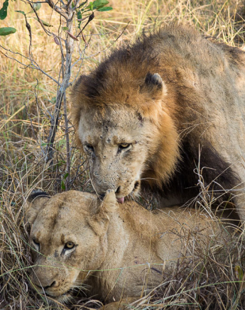 Old Bamba Mating2 Old Bamba Mating2