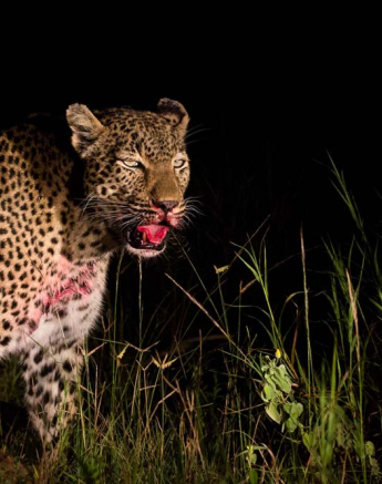 Warthog Wallow 02 Warthog Wallow 02