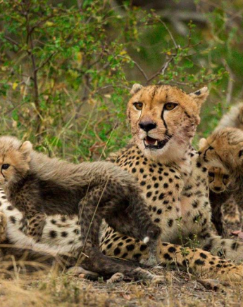 05Blog Cub2 05Blog Cub2