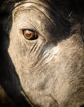 Mike L Buffalo 2 Mike L Buffalo 2