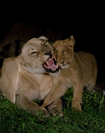 Southern Pride 5 Southern Pride 5
