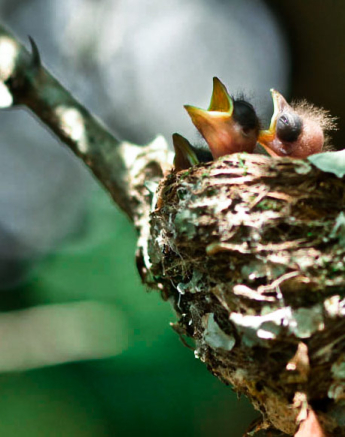 Paradise Flycatcher 6 Paradise Flycatcher 6