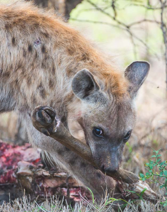 05Terry Ennever Ww Hyenas 05Terry Ennever Ww Hyenas