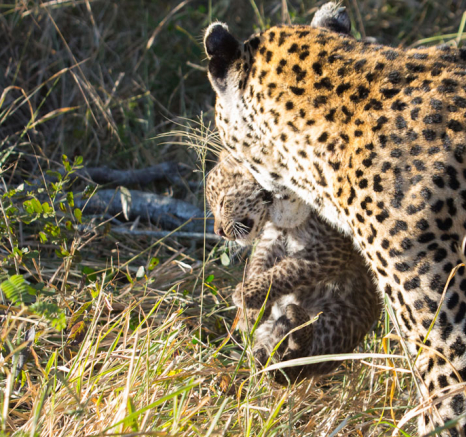 Leopard Cub 3 Pravir Leopard Cub 3 Pravir