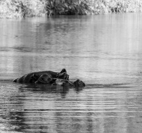 BW Hippo BW Hippo