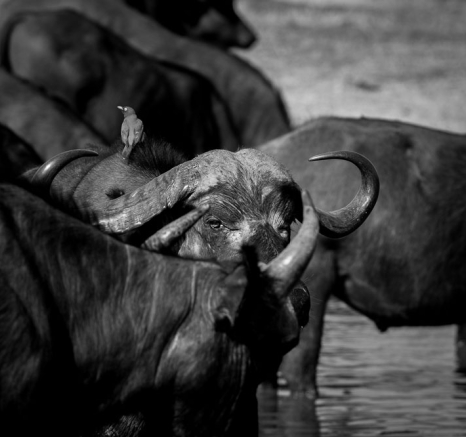 Buff Obscure BW Buff Obscure BW