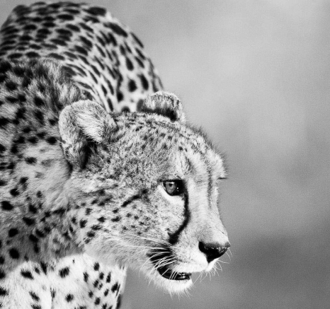 03Sheldon Hooper Cheetah In The Dying Sun 5 03Sheldon Hooper Cheetah In The Dying Sun 5