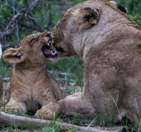 18Dylan Leo Smith Lions Cub Grooming Final 18Dylan Leo Smith Lions Cub Grooming Final