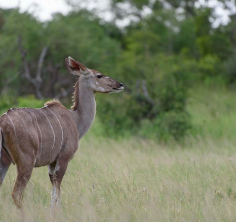 Mike Palmer Kudu 1 Mike Palmer Kudu 1