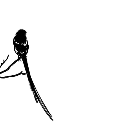 04Sheldon Hooper Hi Key Magpie Shrike 04Sheldon Hooper Hi Key Magpie Shrike