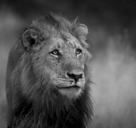 Lions 5 Lions 5