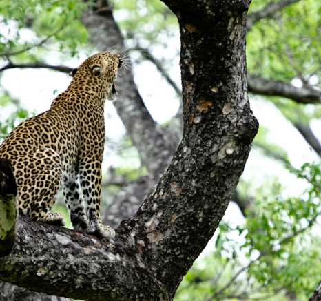 Leopard 3 Leopard 3