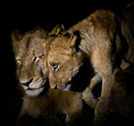 Grooming 9 9 Grooming 9 9