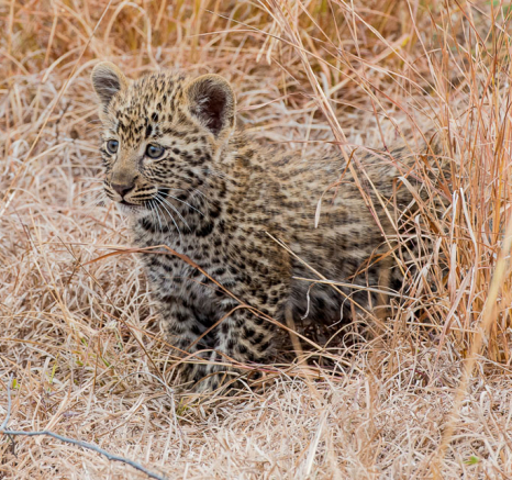 Nottens And Cub Nottens And Cub