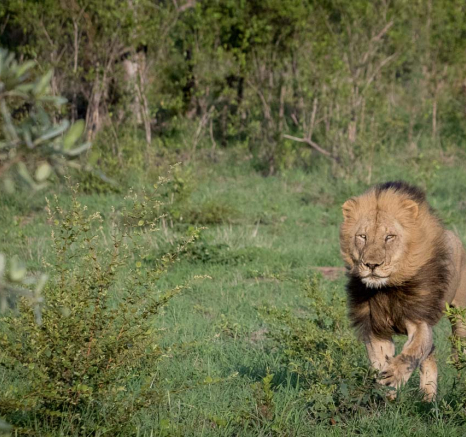 03Pravir Patel Lion03 03Pravir Patel Lion03