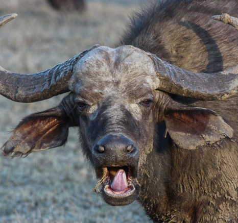 03buffalosmile.Franna 03buffalosmile.Franna
