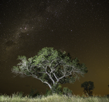Stary Night Aardvark Stary Night Aardvark