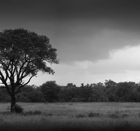 Elephants Borehole Low Key Elephants Borehole Low Key