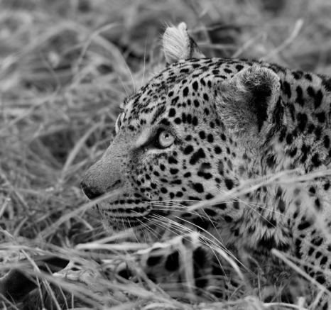 Nottins Duiker Nottins Duiker