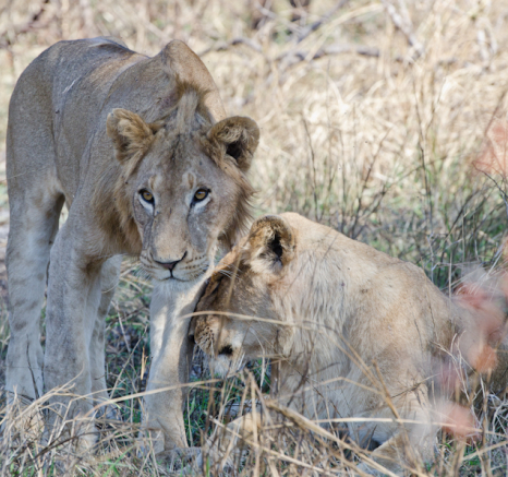Skukuza Pride 6 Skukuza Pride 6