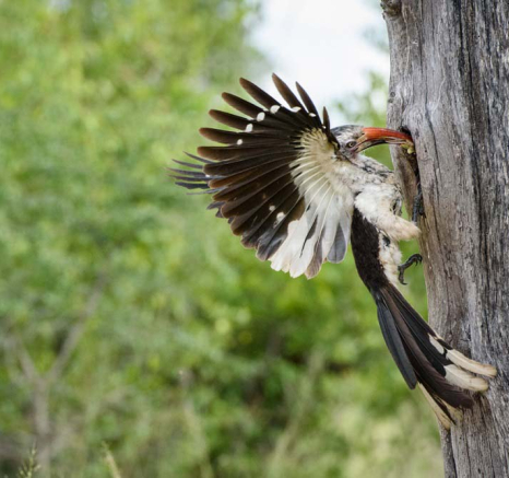 Mike Palmer Red Billed Hornbill 3 Mike Palmer Red Billed Hornbill 3
