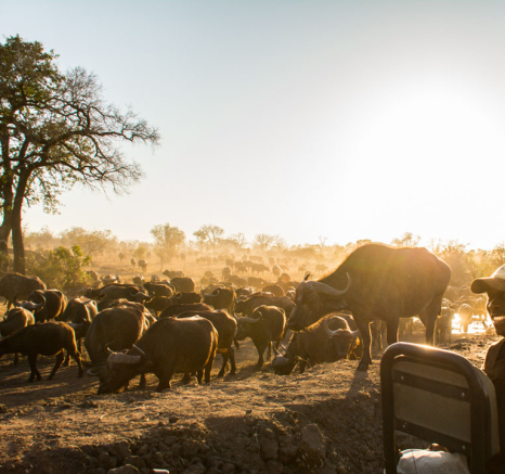 Charles Buffalo With Polly  Charles Buffalo With Polly