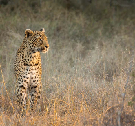 Warthog Wallow 03 Warthog Wallow 03