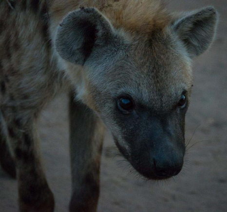 08Courtney Dalziel Hyena Den 1 08Courtney Dalziel Hyena Den 1