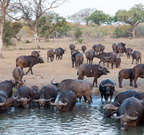 03Pravir Patel Buffalo 03Pravir Patel Buffalo