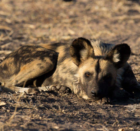 03Franscois Rosslee Wilddog 1 Of 1 03Franscois Rosslee Wilddog 1 Of 1