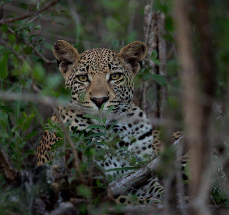 20Pravir Patel Leopard01 270316 20Pravir Patel Leopard01 270316