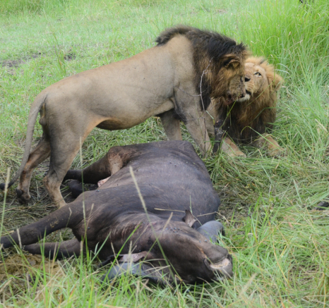 Solo And KNP Solo And KNP